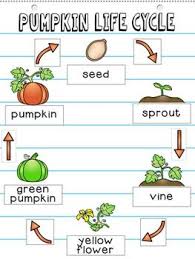 pumpkin life cycle anchor chart kit pumpkin life cycle