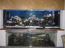 All you need is the fish! Mein 2000 Liter Schlafzimmer Und Wohnzimmer Aqaua Meerwasser Allgemein Www Meerwasserforum Info