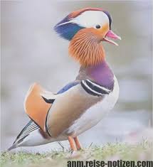 Great Free Of Charge Pink Pet Birds Tips Guzel Kuslar Rengarenk Kuslar Kus Resimleri