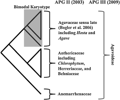 Image result for Behniaceae