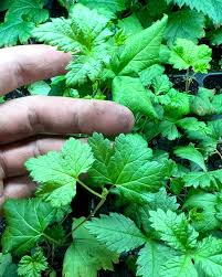 Image result for Rubus pinnatus
