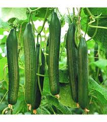 Image result for Cucumis cinereus