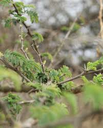 Image result for Acacia davyi