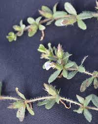 Image result for Blepharis integrifolia