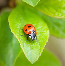Rather than eating your plants, these ladybugs eat some of the pests that do eat your plants. How To Attract Insects To Your Garden