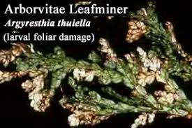 Image result for argyresthia thuiella thuja symptoms