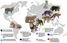 Top Ten Biggest Cats From Tigers To Cougars To Fluffy Your Neighbour S Pet Cats Live All Over The World We Ve Tracked Down Big Cats Wild Cat Breeds Wild Cats