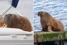 Agitated' Wally the Walrus 'showing signs of flipper injury' as people flock to see him off Cork coast | The Irish Sun
