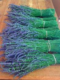Check spelling or type a new query. Fresh Cut Lavender Bundles We Cut It For You
