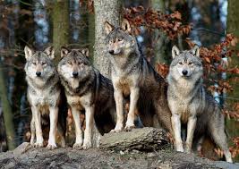 Bersu Adli Kullanicinin Wolf Wild Panosundaki Pin Hayvanlar