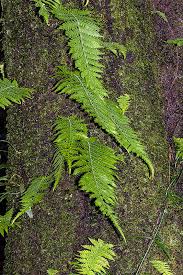 Image result for Arthropteris anniana