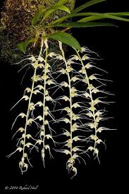 Image result for Bulbophyllum sp. nov