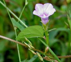 Image result for Ipomoea blepharophylla