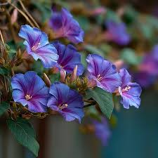 Image result for Ipomoea sinensis