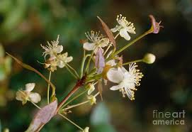 Image result for Eugenia uniflora