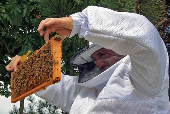 Honeybees, humans and history — Science Gallery London