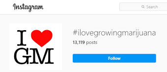 3 the vault seed store. 20 Best Online Seed Banks That Ship To Usa High Times Top Seed Banks 2021 Update 420 Big Bud