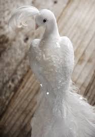 Birds With White Heads And Tails White Peacocks 12 White Peacock Bird Peacock Wedding Cake