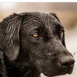 Ducks Unlimited: Bellevue Area Dinner