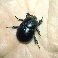 Image result for Pentodon