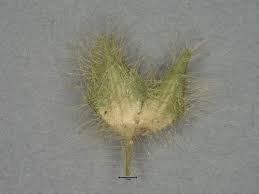 Image result for Sida urens