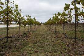 I would for sure recommend this plant to any beginner gardener! Despite Risks Grape Growers See Texas As Ripe For Investment Reporting Texas Reporting Texas