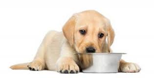 Choosing the best food for your puppy is one of the most important decisions you can make. Top 10 Best Puppy Foods For 2021 Dog Food Advisor