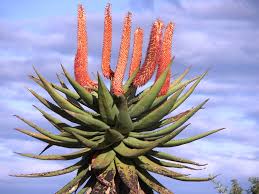 Image result for Alloeochaete