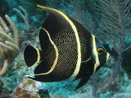 Black And White Striped Fish In The Gulf Of Mexico Top 22 World S Most Beautiful Fish Belas Criaturas Do Mar Peixe Animais Peixes De Agua Salgada
