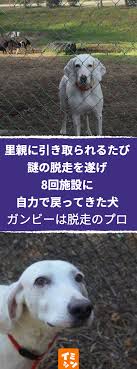 単なる脱走癖の激しい犬 ではなくて仲間を思う一心からの行動だったなんて なんだかホロリとしてしまいます 保護犬 脱走 白 雑種 かわいい おもしろ エピソード イミシン 犬 ペット 犬 動物