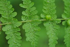 Image result for Blotiella sinuata