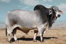 Calves bulls heifers cows nguni angus brahman brangus calves from r4000 cows from r9000 bulls best quality dorper sheep, boer goats, bonsmara cattle , brahman cattle , nguni cattle and dairy as well as customers special orders based on the current. Bos Blanco Beefmasters Brahmans Beefmaster Brahman Stud In South Africa
