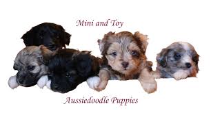 Mini Aussiedoodle Puppies