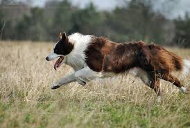 Border Collie Black And Brown Dogs Border Collie Brown Border Collie Happy Dogs Face Red Border Collie