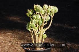 Image result for Crassula vaginata
