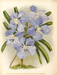 Image result for Vanda coerulea
