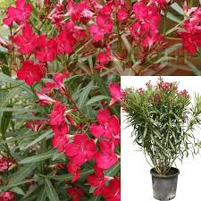 Image result for Nerium oleander