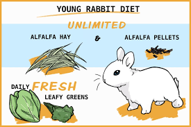 At least twice a day. A Healthy Diet For Young Rabbits