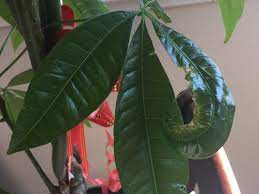 To be more specific, the problem and the solution might be the amount of it's a plant disease that usually affects money trees and causes leaf curling and wilting. Money Tree Leaves Starting To Curl And Having Holes