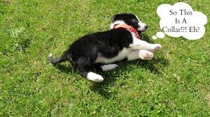 If your puppy is a bit older, or you have a second, more mature dog in your home, i encourage you to check out how i trained over 37,000 dogs with. Flashback Friday Mollie 8 10 Weeks Old Old Border Collie Claire S World