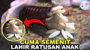 Check spelling or type a new query. Untung Direkam Ternyata Begini Proses Kecoa Melahirkan Anaknya Yang Belum Pernah Kamu Lihat Youtube