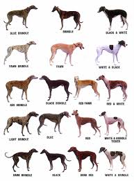 big dog breed chart lurcher puppy weight chart italian