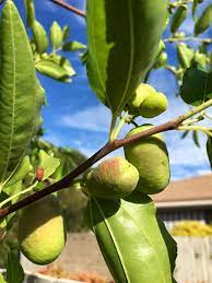 We did not find results for: Fruit Trees From Melbourne Australia General Fruit Growing Growing Fruit