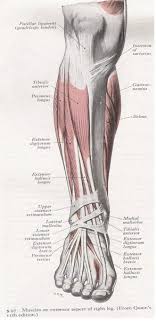 Collectively, they act to dorsiflex and invert the foot at the ankle joint. Muscles Of The Anterior Leg Myfootshop Com
