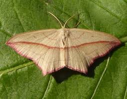 Image result for Timandra comae