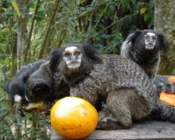 Favorite images of marmosets (31 items) list by kathy. Black Tufted Marmoset Or Black Tufted Ear Marmoset Www Zoo Ekzo Ru Ekzoticheskie Zhivotnye