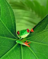 Les Fonds D Ecran Grenouilles Frogs Wallpapers Grenouille Arboricole Photo Grenouille Animales