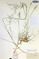 Image result for Axonopus flexuosus