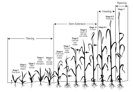 Nmsu Leaf Stem And Stripe Rust Diseases Of Wheat