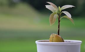 Try growing an avocado tree at home. How To Care For Your Avocado Tree In The Winter Avoseedo